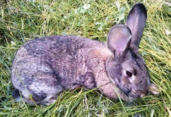 arrêter les coccidés pour les lapins