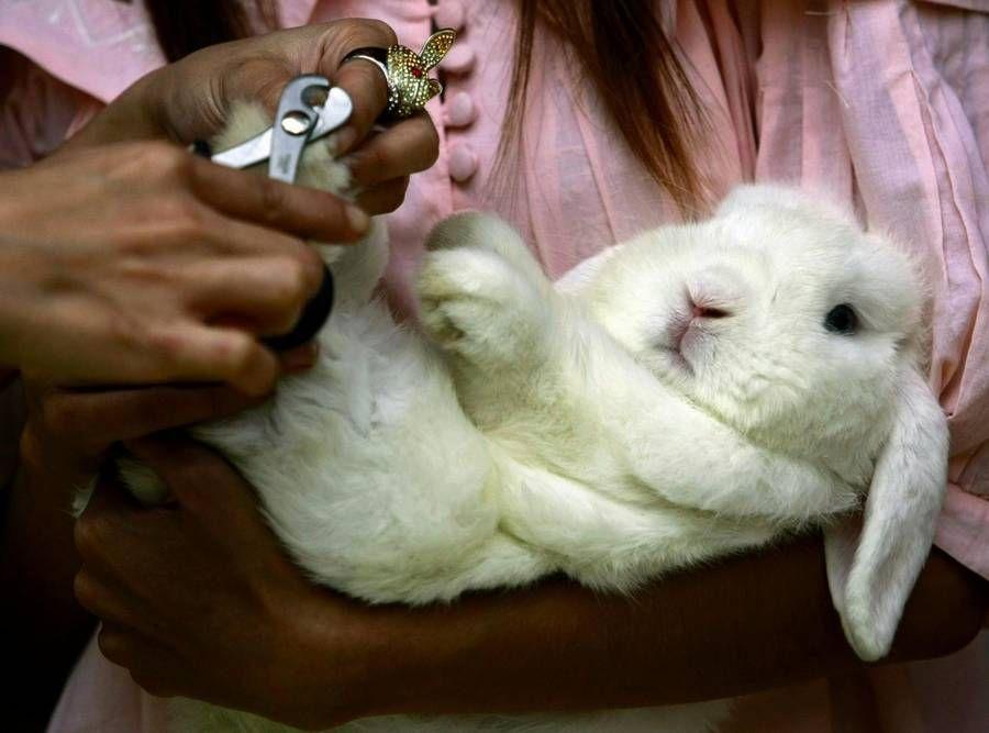 rabbit haircuts