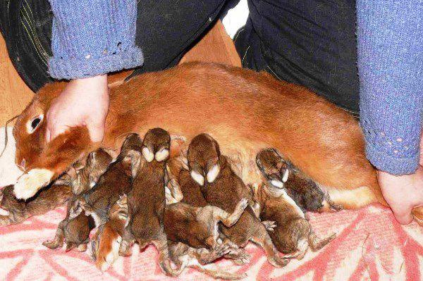 le lapin nourrit les lapins