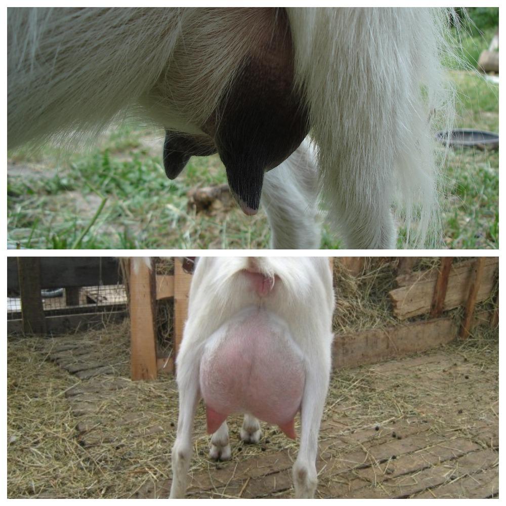 goat udder