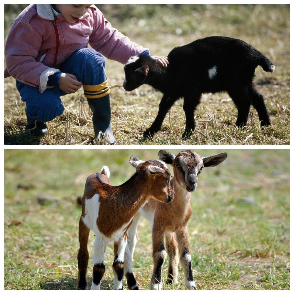 pequeños niños