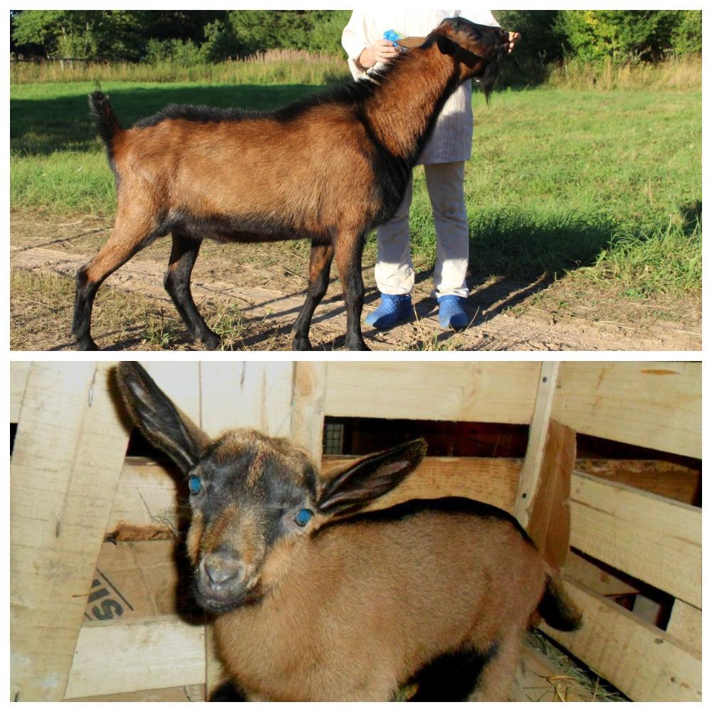 Descripción de la raza checa de cabras y las reglas de mantenimiento, cuánto cuestan los animales.