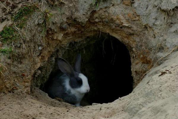 keeping rabbits in the pit