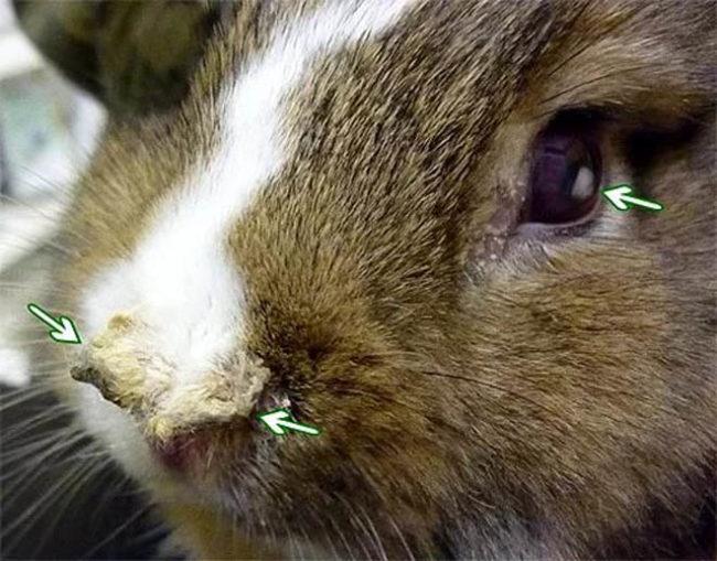 rabbit pasteurellosis