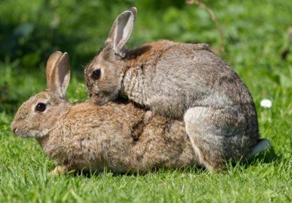 accouplement de lapins