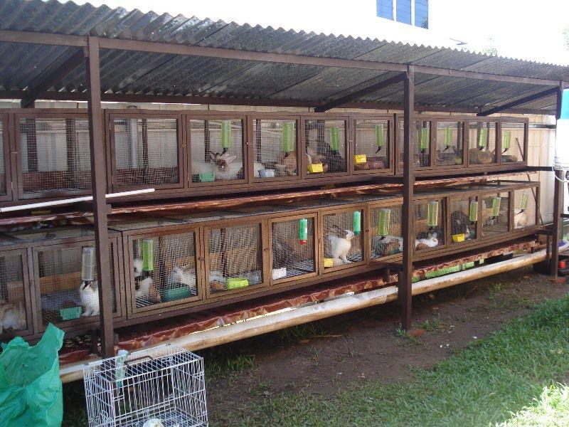 Rabbit sheds