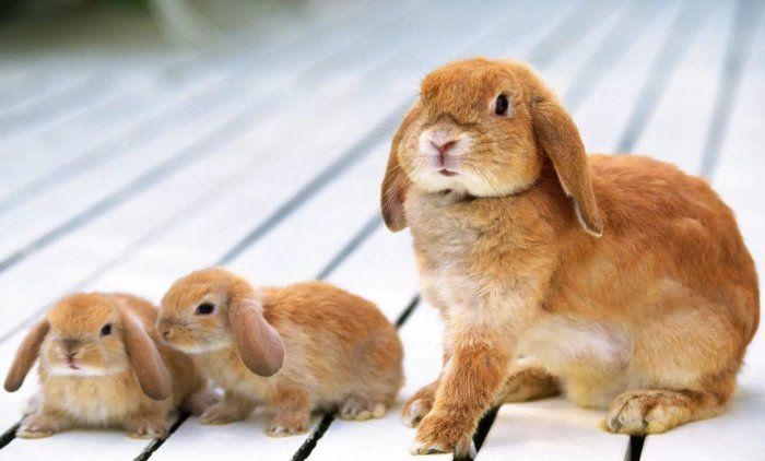 little rabbits