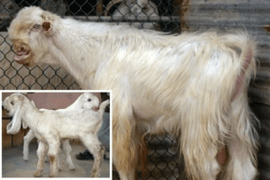 Description and characteristics of Damascus goats, the subtleties of the content