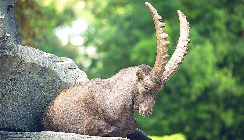 alpine mountain goat