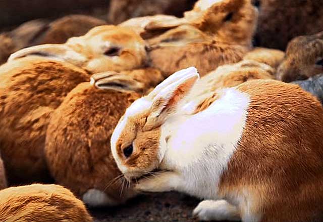 many rabbits