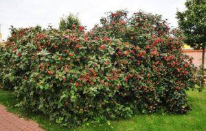 Description and characteristics of viburnum gordovina, the rules for its planting and care