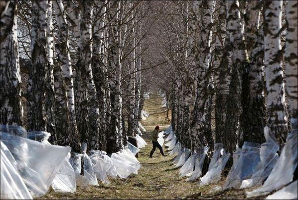 birch tree