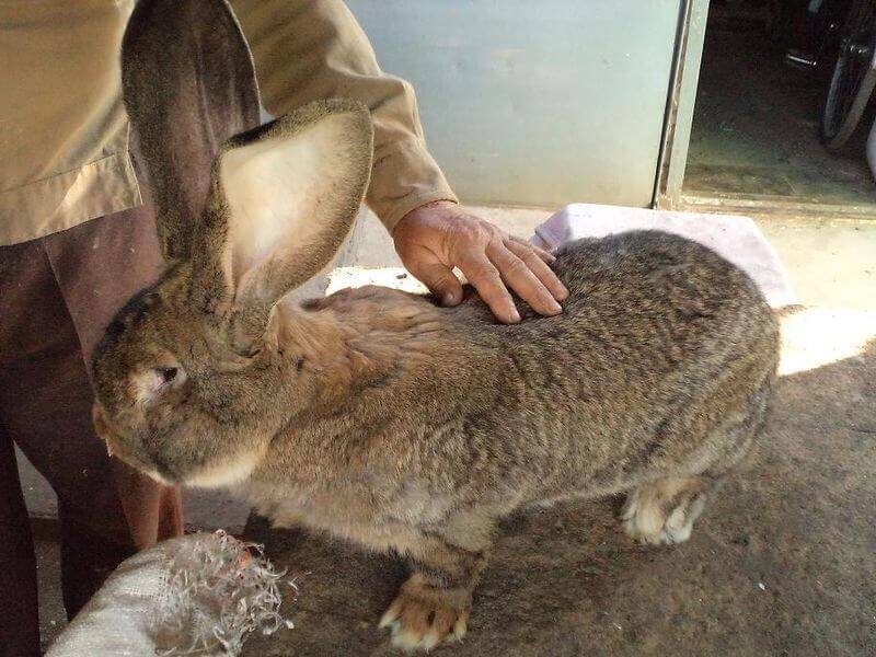 lapin flandre