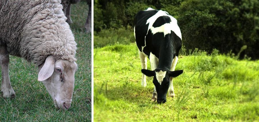 différence de chèvre et de mouton