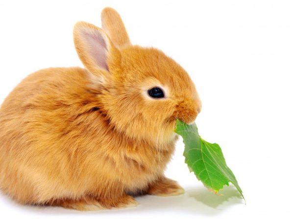 alimentando conejos