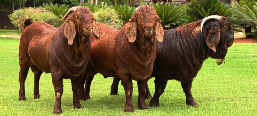 cabras kalahari