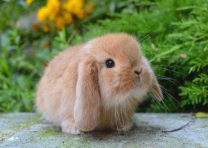 Maintenance and care of a decorative rabbit at home for beginners