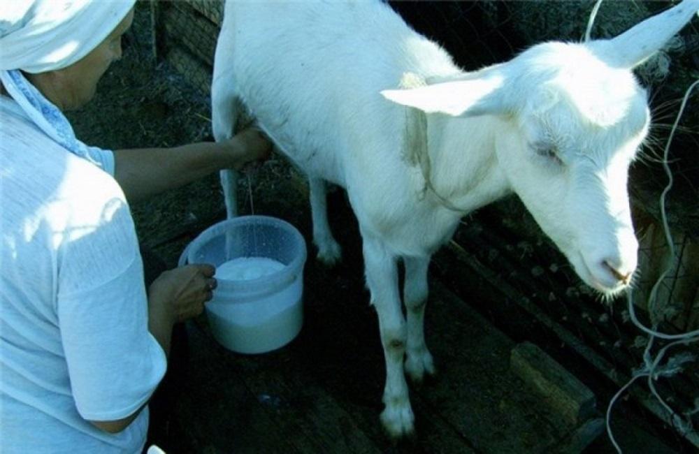 milking a goat