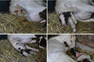 Why the goat does not get the afterbirth and what to do, folk methods and prevention