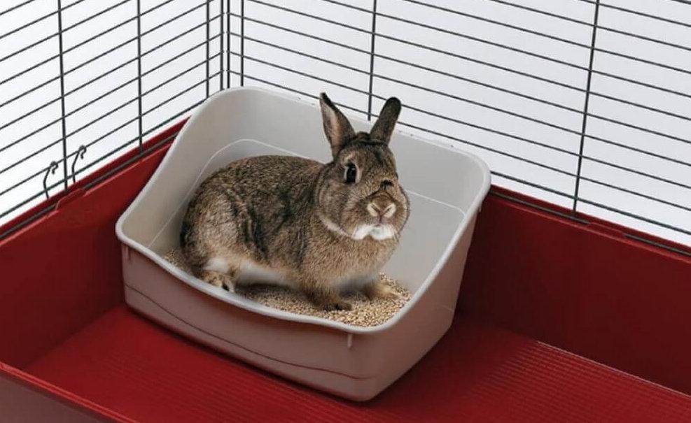 rabbit tray