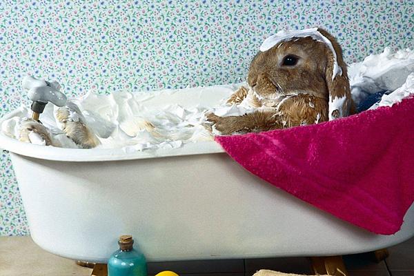 lapin dans la salle de bain