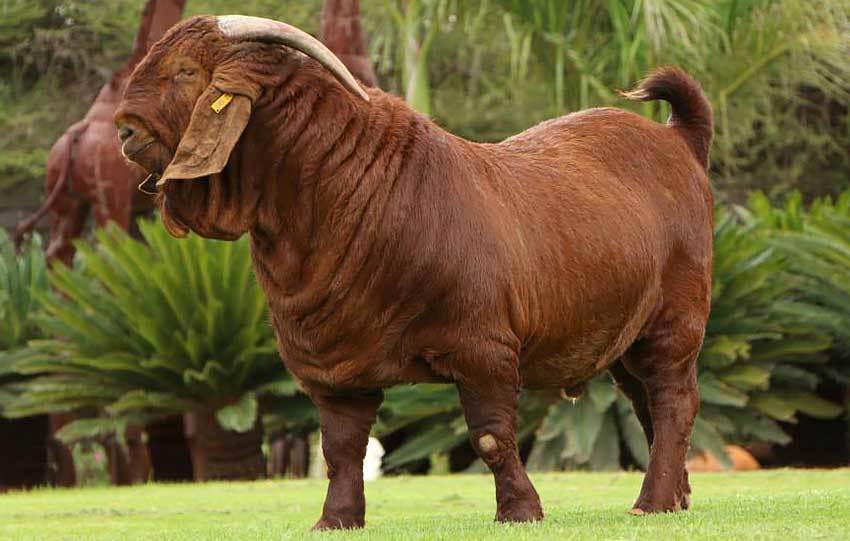 kalahari goats