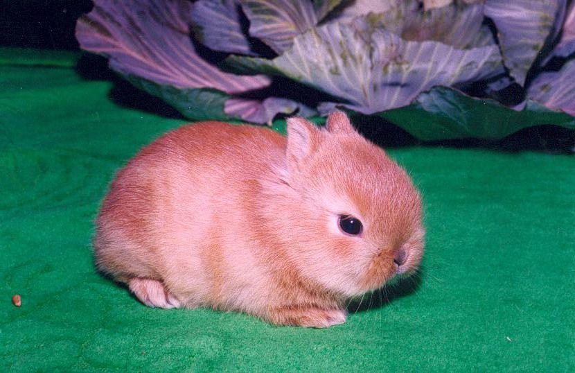 dwarf rabbit