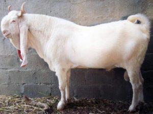 Description and characteristics of goats of the Gulaby breed, the rules for their maintenance