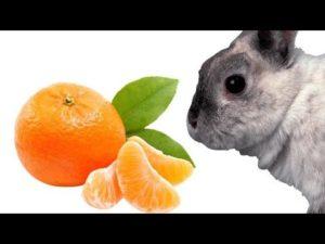 Is it possible and how to properly give tangerines to rabbits, contraindications and harm