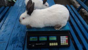 How much does a rabbit weigh on average and a table of indicators by month, meat yield