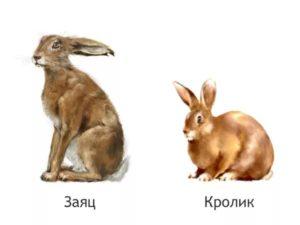 How a hare differs from a rabbit, a comparison of species and is it possible to cross