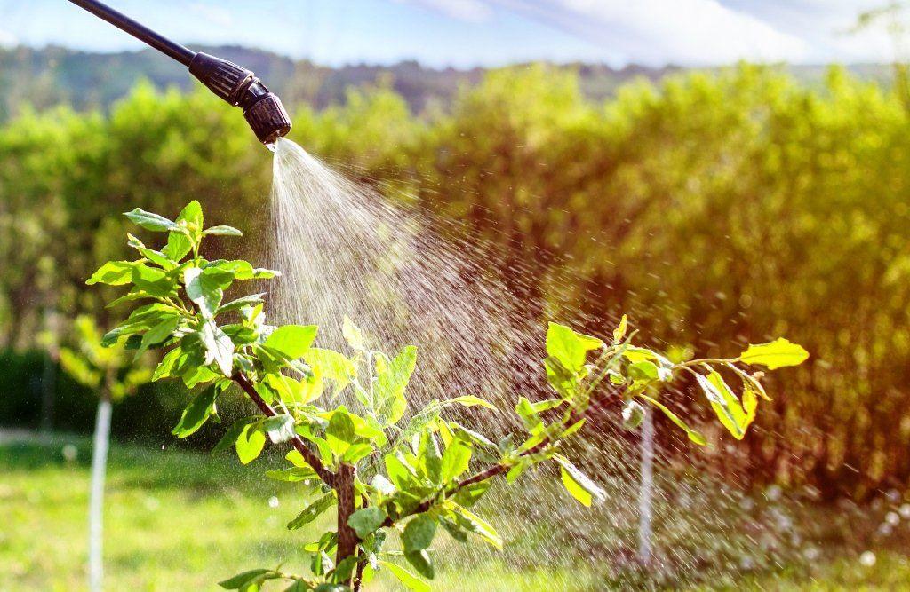 spraying a bush