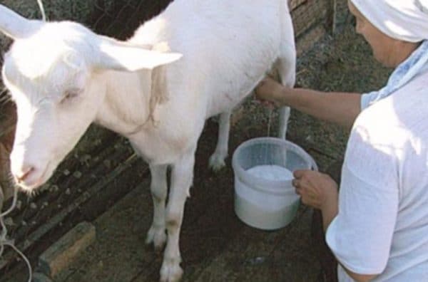 la chèvre ne donne pas complètement son lait