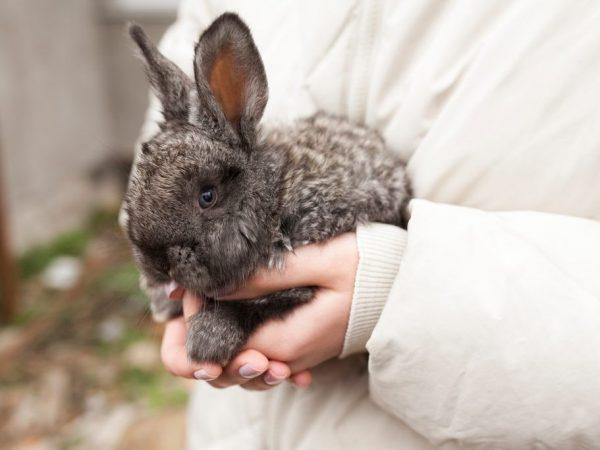 lapin dans les bras