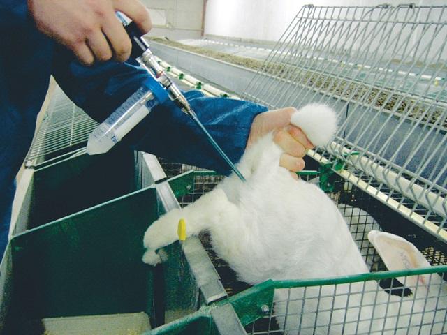 artificial insemination of rabbits