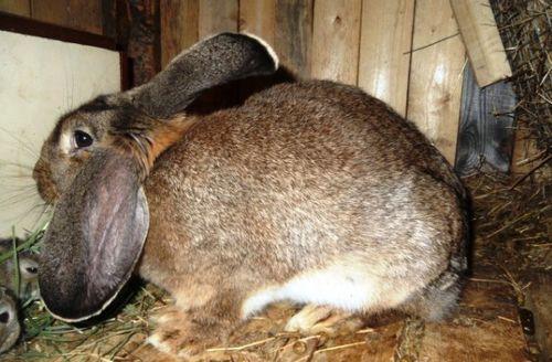 le comportement du lapin avant l'okrol