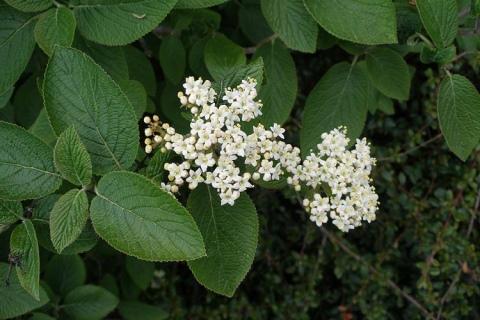 viburnum gordovina