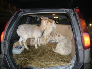 Formas de transportar cabras en coche y posibles problemas.