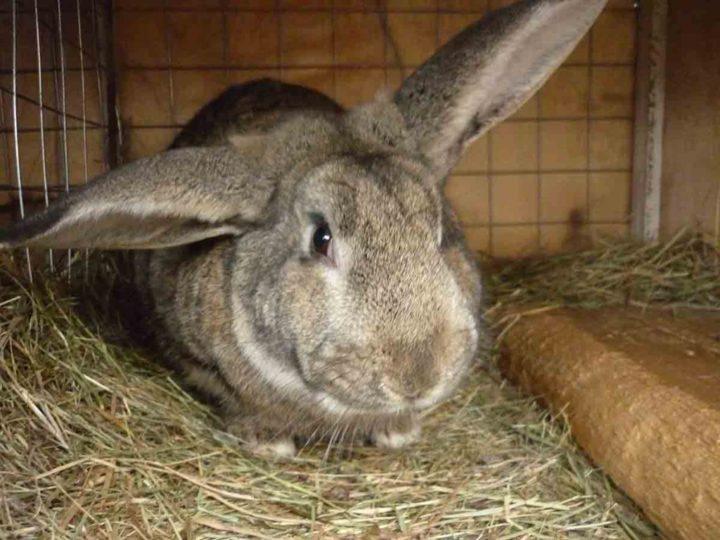 feeding rabbits