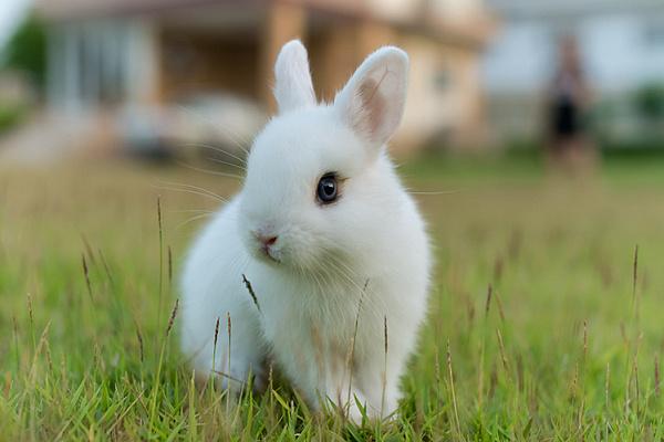 lapin décoratif