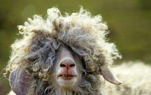 Description and homeland of Angora goats, features of wool and content