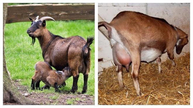 pregnant goat