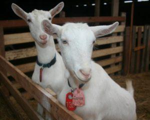 Síntomas y diagnóstico de brucelosis en cabras, métodos de tratamiento y prevención.