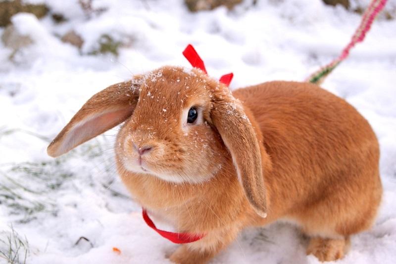 hermosos conejos