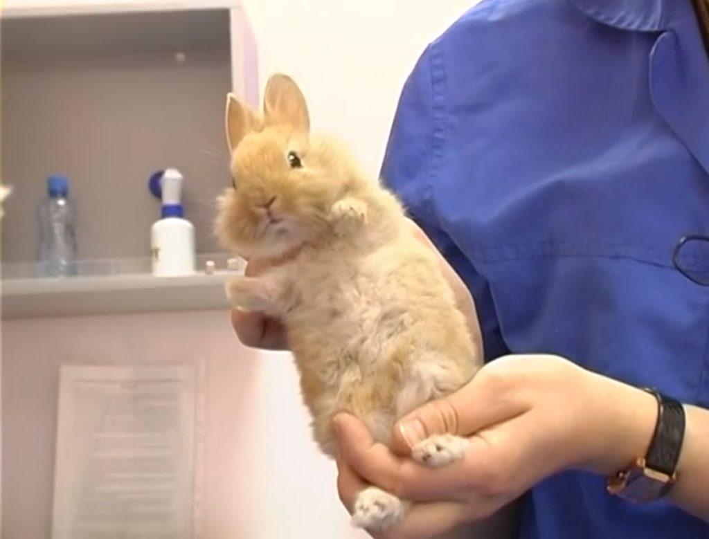 bathing rabbit