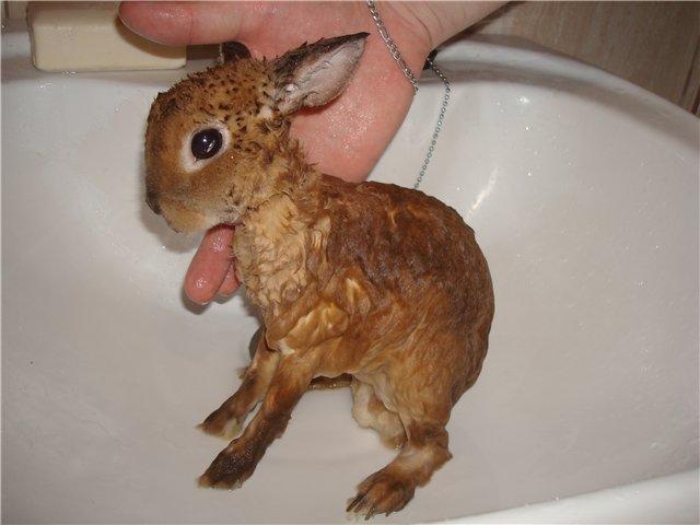 bathing rabbit