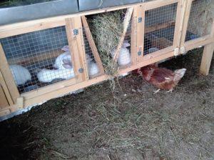 Les nuances de garder des lapins dans des cages, avantages et inconvénients pour les débutants