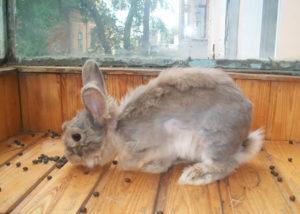 Why does a decorative rabbit shed, types of coat change and care