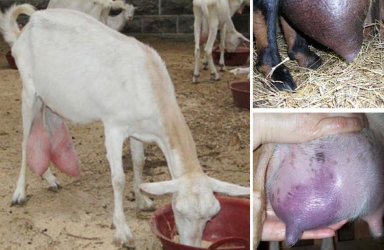 Kozji mastitis