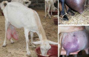 How and how to treat mastitis in goats at home